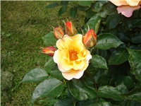4f69d27e-Picture 006.jpg